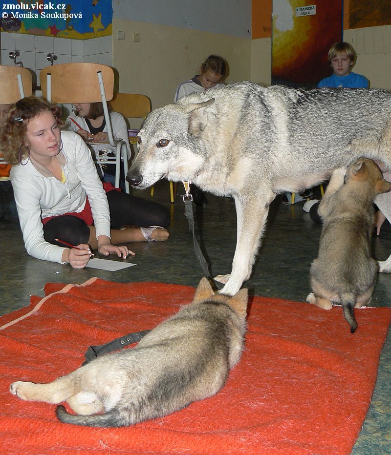 Api se štěňaty ve škole