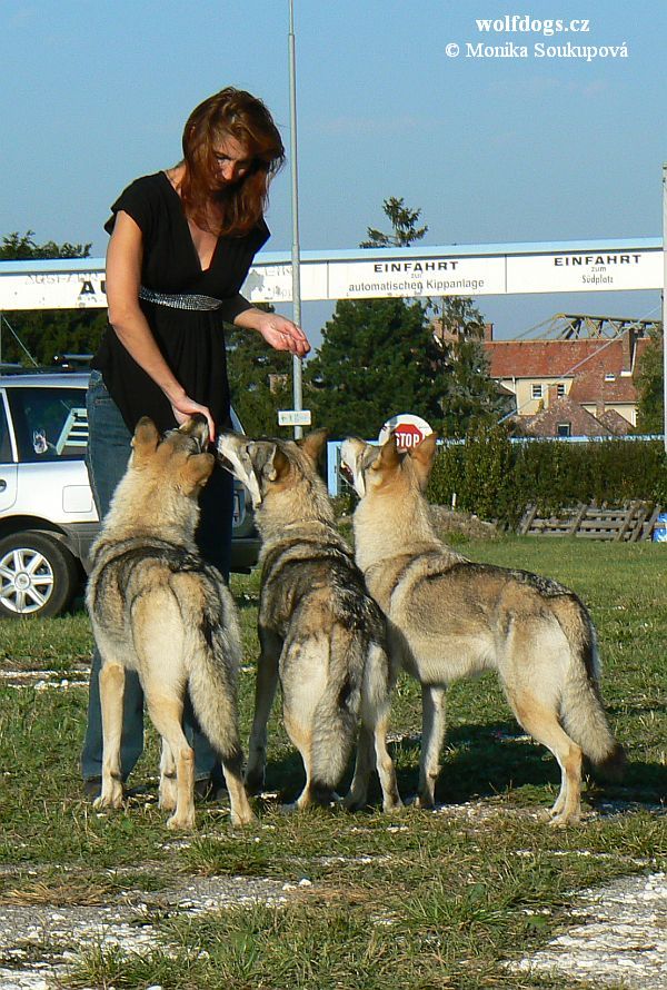 Andulka s holkama "XYZ"- Tulln 2011