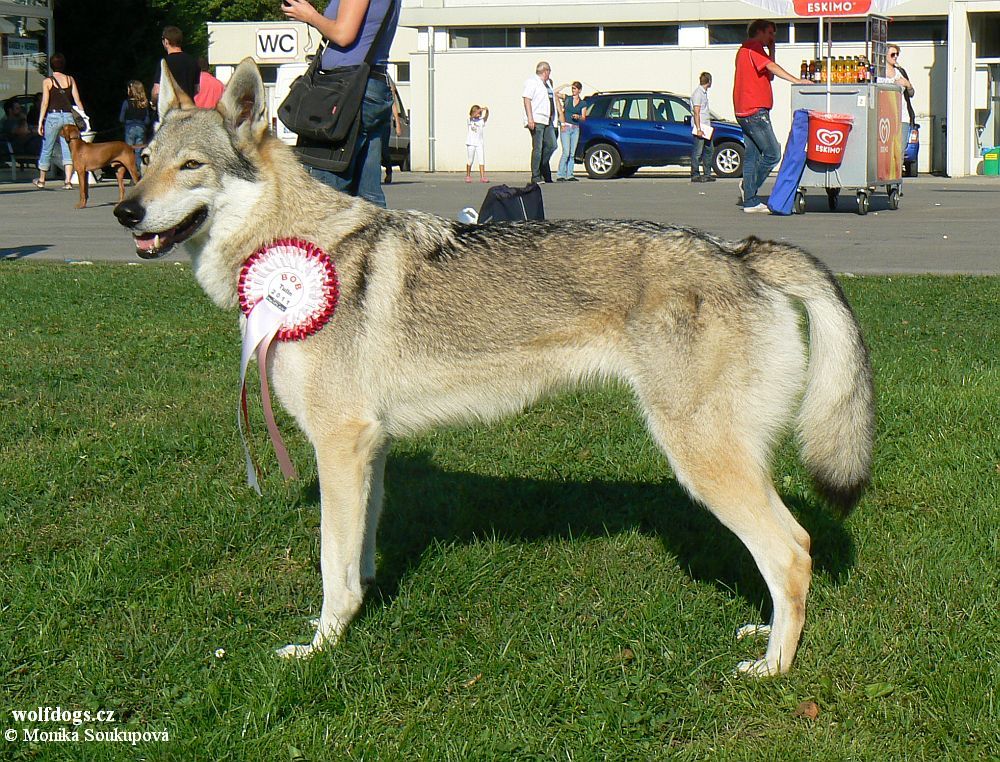 Xitta z Molu Es BOB - MVP Tulln 2011