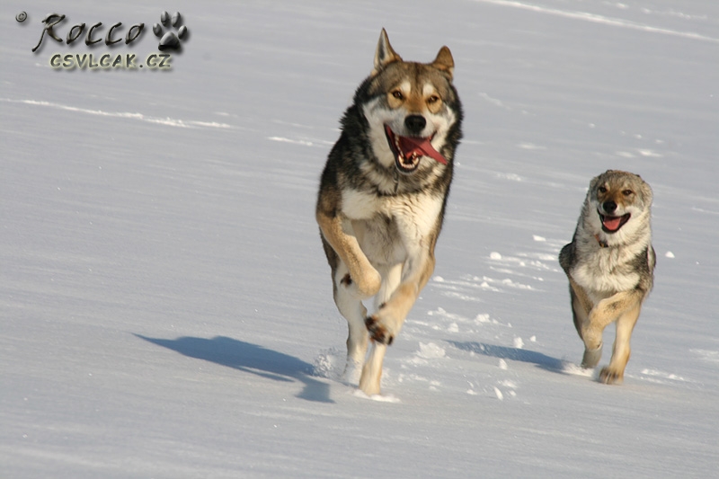 Bow - Bow 3 roky s malou Yukon