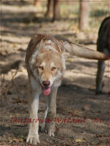 Aristo Jantarova Wataha - saarloos pup