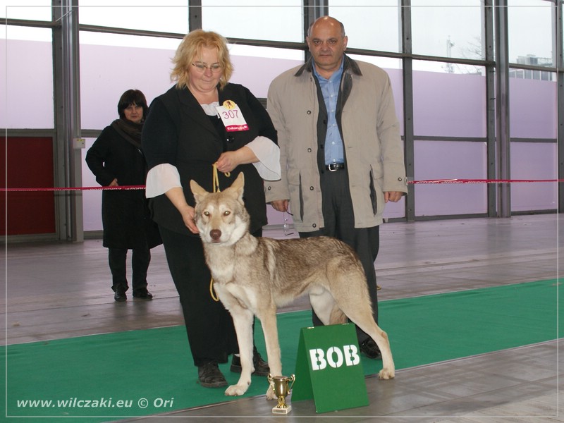 DuoCacib Poznaň 7.11.2010 - Be Happy Wolf z Molu Es - BOB, Ela Wojtko a slovenský rozhodčí p. Matyáš.