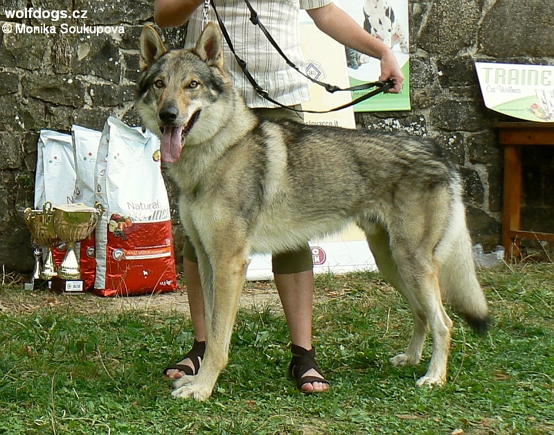 Hargo l´Amico del Lupo - BOB - Serramazzomi 2010