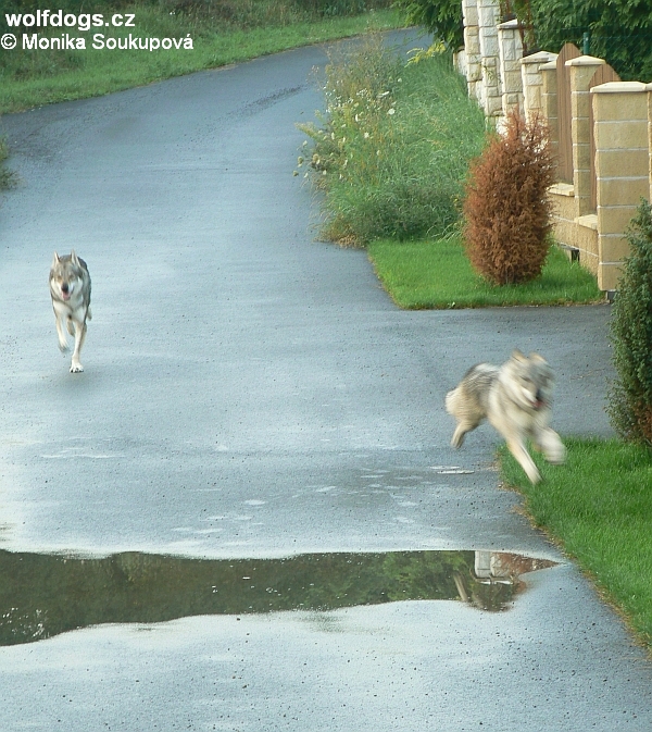 "runningwolfs" Voice a Yukon v ulici Na Skále - Černý Vůl srpen 13th 2010