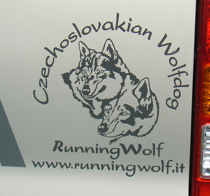 Running Wolf - Italy (Ashoka a Voice of Wolf z Molu Es) 