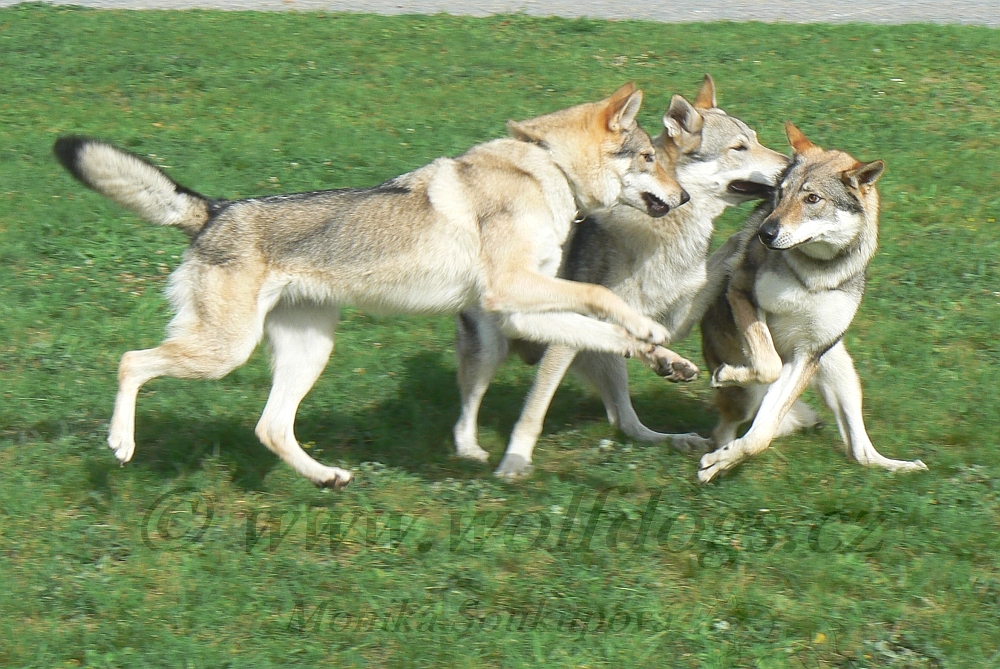 "hrrr na Tinky " - Aglaya, Zar, Tinky - NVP Brno 29.9. 2012