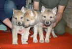 5 weeks C II. fenky - Cora, CIA a Crasna Maaya