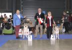 MVP Brno 2016 CACIB - Enigma ŠP a res. CACIB - CIA