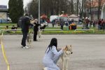 Tř. šampionů feny ČB 2016: CIA, Bella Luky of Lukava, a Aglaya