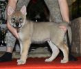 Draconis z Molu Es - 7 weeks