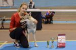 CACIB Lvov 2016 East wind sobota