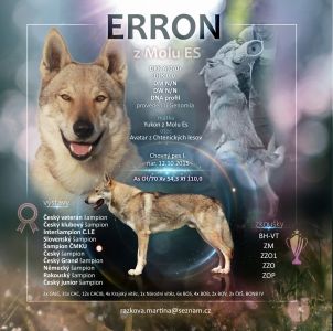 chovny pes - Erron z Molu Es