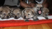 5 females F litter