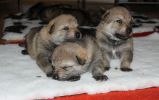 3 males - F litter