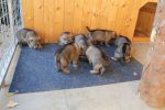 3 weeks  puppies