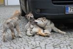 E kluci z Postupického podlesí a Fu Finka z Molu Es