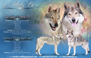 Garon Fu finka stenata 2019