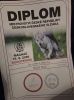  Go Camo diplom