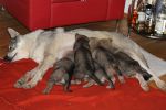 4 weeks G pups + Yukon