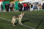 Grey wolf na fotbalovém stadioně