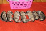  7 pups 1week H litter