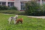 10mes HallyBelly a malinačka 6 mes