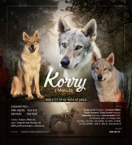chovny pes Korry z Molu Es