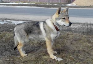 Iara z Molu Es