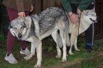 Ares Kalup 3. 10. 2024