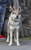 Ares kalix wolf 