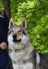 Ares Kalix Wolf 