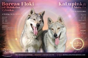 Boreas Floki a Ka Lupinka