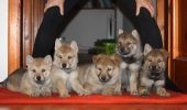 5 weeks males L II. - 4,3,5,2,1
