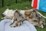 A vrh Katmara Wolf - 25.10.