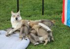  vrh A Katmara Wolf
