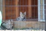 stenata A Katmara wolf