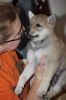 Martina a fenka A Katmara wolf