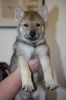 pes 3 Katmara wolf