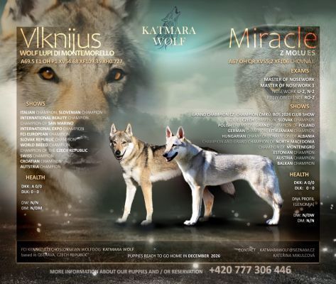  B Katmara wolf 