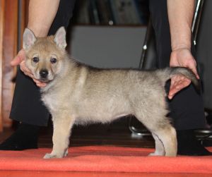 Mija z Molu Es - 5 weeks