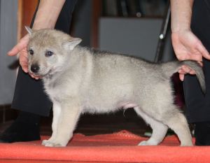 Maux z Molu Es - 5 weeks