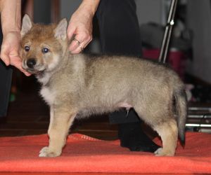Maiko z Molu Es - 5 weeks