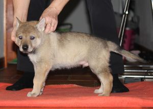 Moss z Molu Es - 5 weeks