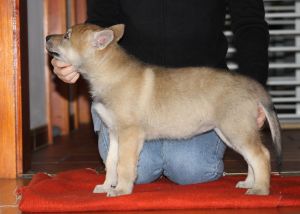 Mora z Molu Es - 6 weeks