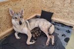  vrh A Katmara wolf - 17.9. 24