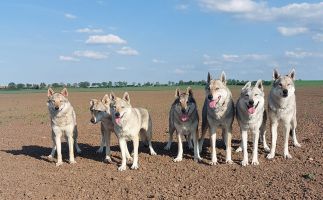 12.5.24 - od leva Oia, FuFi, Ka Lupinka, Tinky. Erron, Sam a Korry