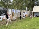 25 Dolny Kubin mezitrida psi - Pacho uplně v levo