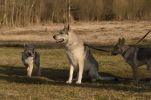 Ka Lupinka, Finn z Postupického podlesí a Kosmo Raff