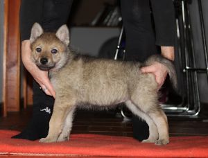 6 weeks Qtaira z Molu Es 