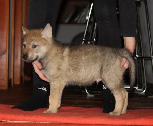 6 weeks Quick River z Molu Es